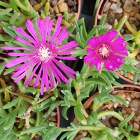 Delosperma  'John Proffitt'